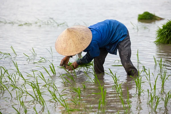Gli agricoltori non identificati piantano riso in Vietnam — Foto Stock