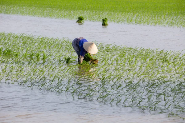 Die unbekannten Bauern pflanzen in Vietnam Reis an — Stockfoto