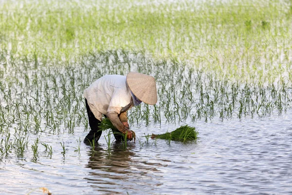 Kimliği belirsiz çiftçilerin pirinç Vietnam dikim
