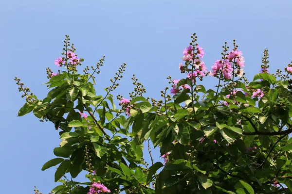 Lagerstroemia speciosa flowers in Vietnam — Stock Photo, Image