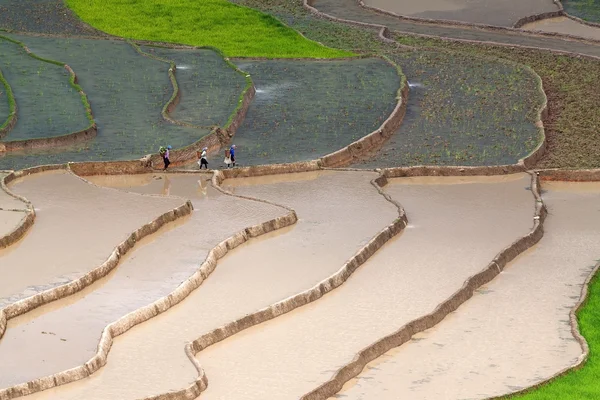 Terrasvormige rijstvelden in Vietnam — Stockfoto