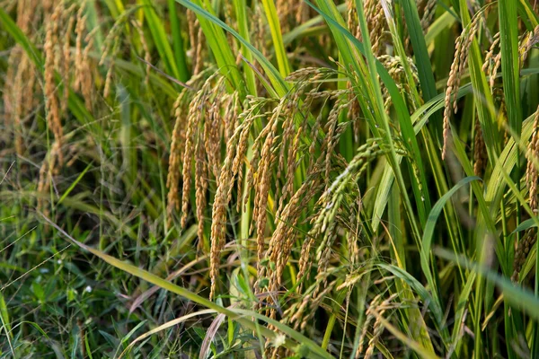 Uma parte dos campos de arroz dourado no Vietnã — Fotografia de Stock