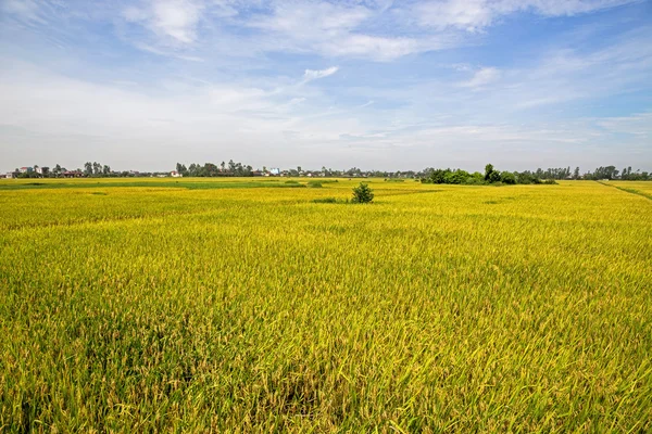 Część pól ryżowych złota w Wietnamie — Zdjęcie stockowe