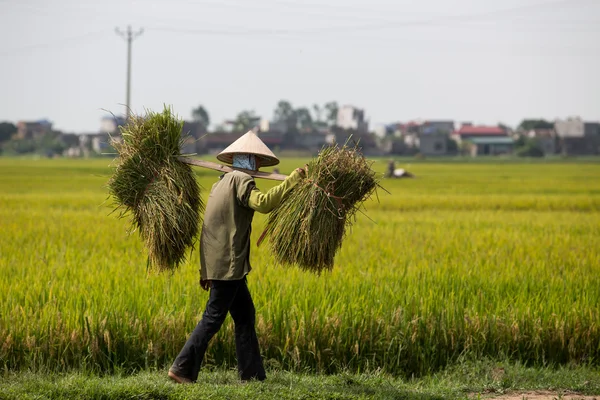Bir grup kimliği belirsiz çiftçilerin pirinç hasat