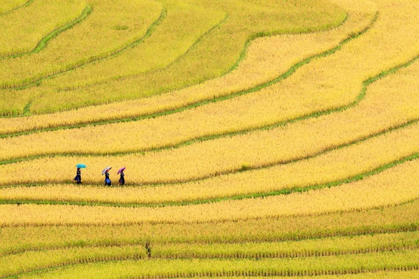 Vietnam 'da teraslı pirinç tarlaları