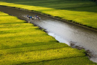 Altın pirinç tarlaları Vietnam bir parçası