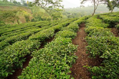 Yeşil çay alanları Vietnam