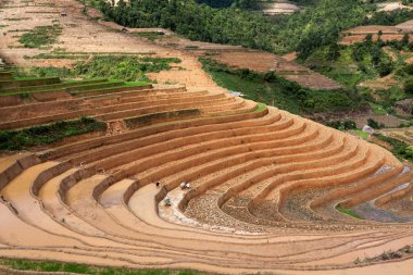 Vietnam 'da teraslı pirinç tarlaları