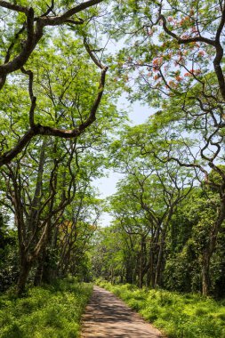 Cucphuong Milli Parkı Ninhbinh, Vietnam