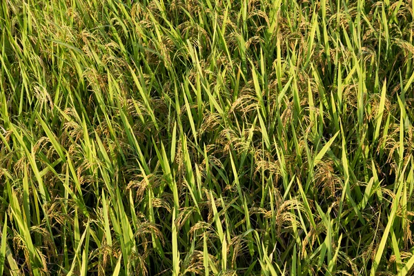 Часть золотых рисовых полей во Вьетнаме — стоковое фото