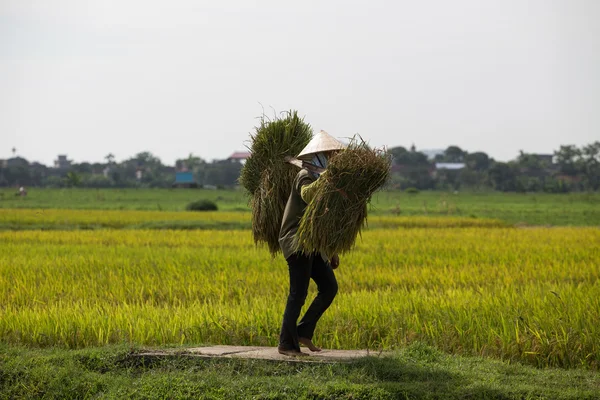 Bir grup kimliği belirsiz çiftçilerin pirinç hasat