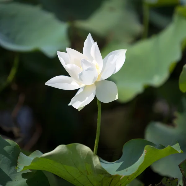 Όμορφη lotus λουλούδια στο Βιετνάμ — Φωτογραφία Αρχείου