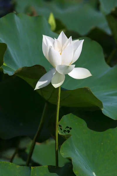 Όμορφη lotus λουλούδια στο Βιετνάμ — Φωτογραφία Αρχείου