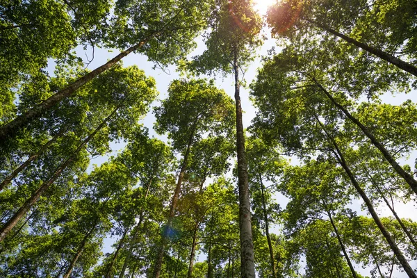 Cucphuong Milli Parkı Ninhbinh, Vietnam
