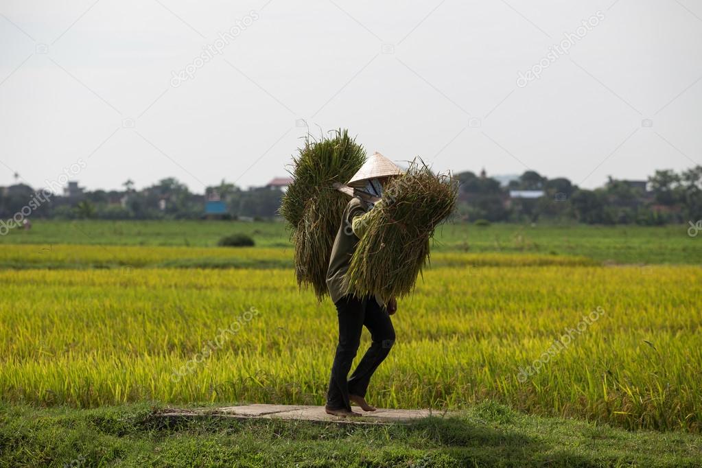 A group of unidentified farmers are harvesting rice