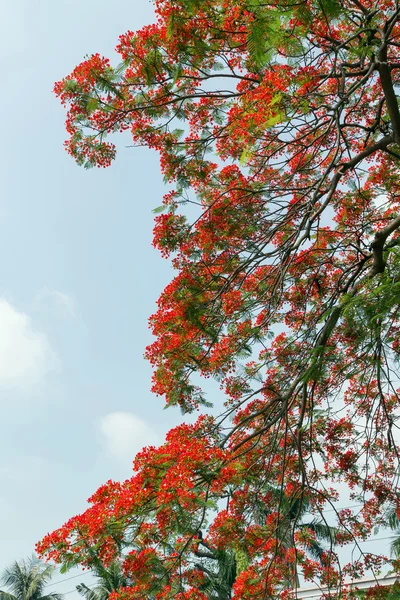 Delonix regia květiny ve Vietnamu — Stock fotografie