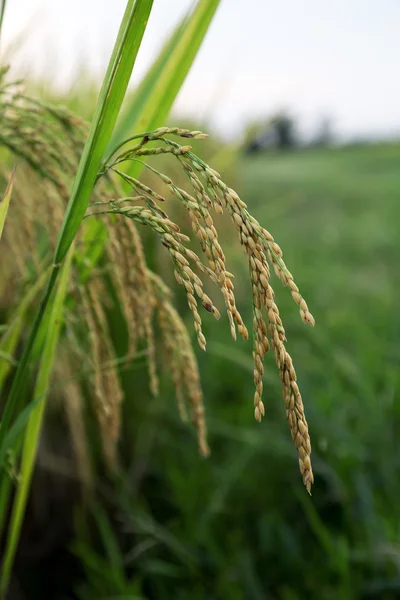 A part of gold rice fields in Vietnam — Stock Photo, Image