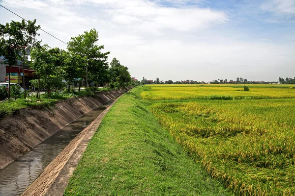 Część pól ryżowych złota w Wietnamie — Zdjęcie stockowe