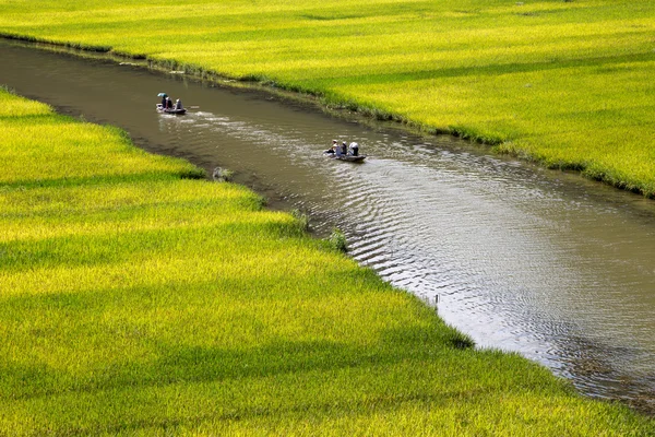 Частиною золото рисових полів у В'єтнамі — стокове фото