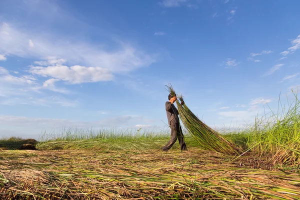 Unidentified farmers harvest cyperus malaccensis in Nga Son, Tha — Stock Photo, Image