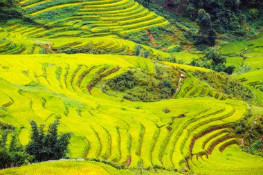 Vietnam 'da teraslı pirinç tarlaları