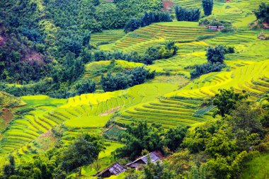 Vietnam 'da teraslı pirinç tarlaları