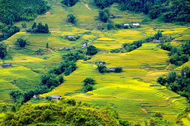 Vietnam 'da teraslı pirinç tarlaları