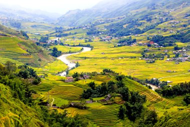 Vietnam 'da teraslı pirinç tarlaları