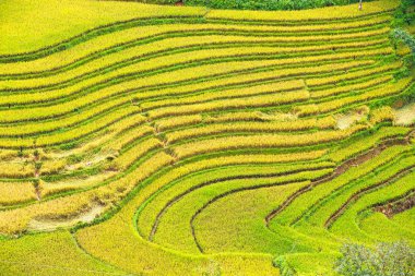 Vietnam 'da teraslı pirinç tarlaları