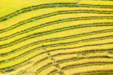 Vietnam 'da teraslı pirinç tarlaları