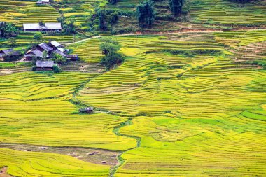 Vietnam 'da teraslı pirinç tarlaları