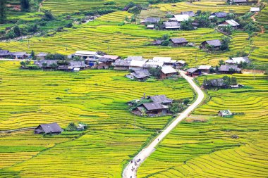 Vietnam 'da teraslı pirinç tarlaları