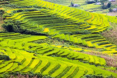 Vietnam 'da teraslı pirinç tarlaları