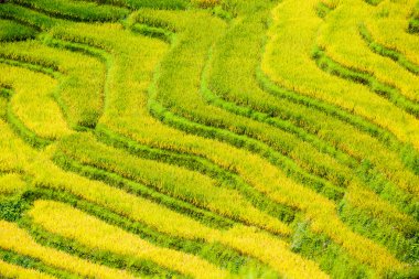 Vietnam 'da teraslı pirinç tarlaları