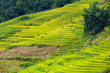 Vietnam 'da teraslı pirinç tarlaları