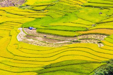 Vietnam 'da teraslı pirinç tarlaları