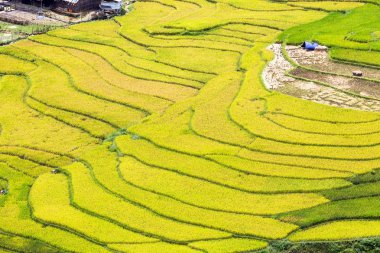 Vietnam 'da teraslı pirinç tarlaları