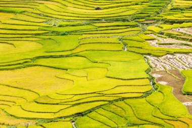 Vietnam 'da teraslı pirinç tarlaları