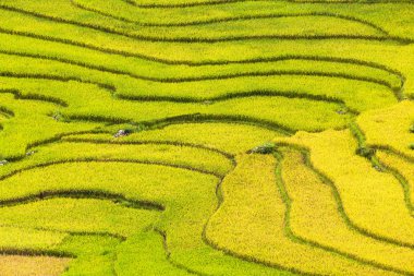 Vietnam 'da teraslı pirinç tarlaları