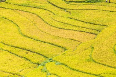 Vietnam 'da teraslı pirinç tarlaları