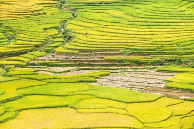 Vietnam 'da teraslı pirinç tarlaları