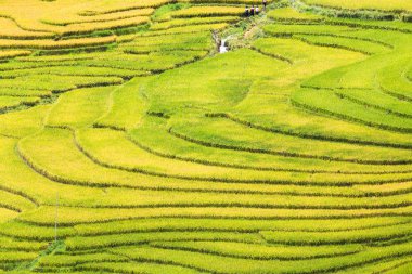 Vietnam 'da teraslı pirinç tarlaları