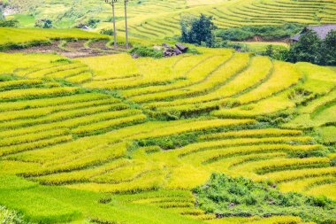 Vietnam 'da teraslı pirinç tarlaları