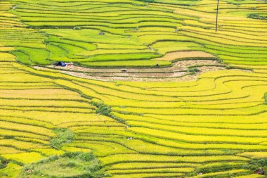 Vietnam 'da teraslı pirinç tarlaları