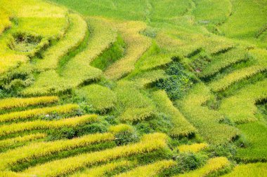 Vietnam 'da teraslı pirinç tarlaları