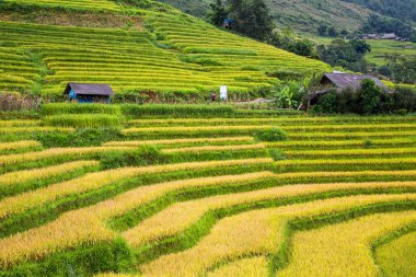 Vietnam 'da teraslı pirinç tarlaları