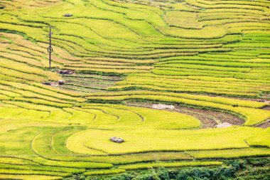 Vietnam 'da teraslı pirinç tarlaları