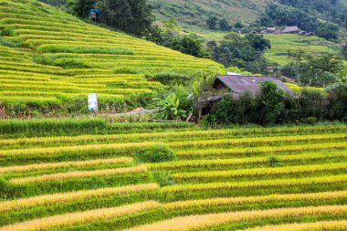 Vietnam 'da teraslı pirinç tarlaları