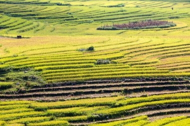 Vietnam 'da teraslı pirinç tarlaları