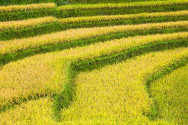 Vietnam 'da teraslı pirinç tarlaları